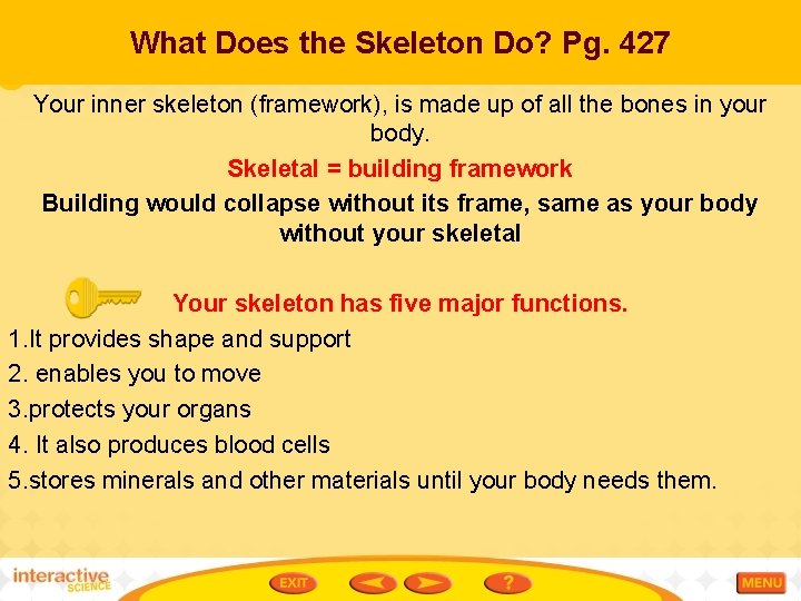 What Does the Skeleton Do? Pg. 427 Your inner skeleton (framework), is made up