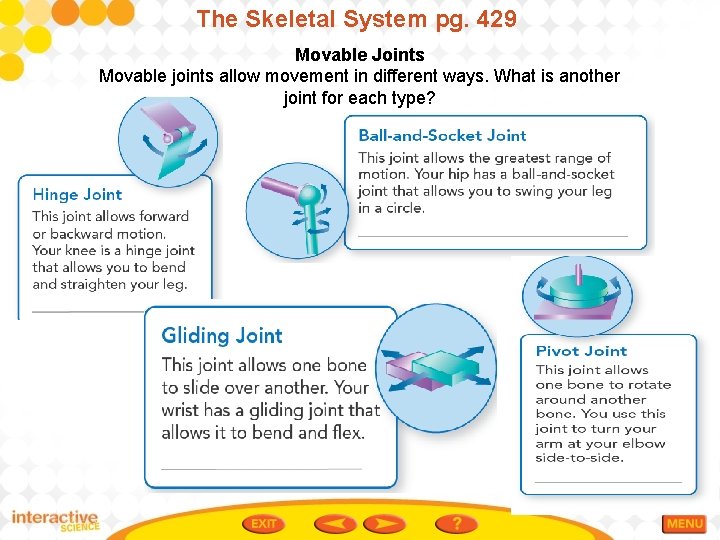 The Skeletal System pg. 429 Movable Joints Movable joints allow movement in different ways.