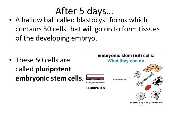 After 5 days… • A hallow ball called blastocyst forms which contains 50 cells
