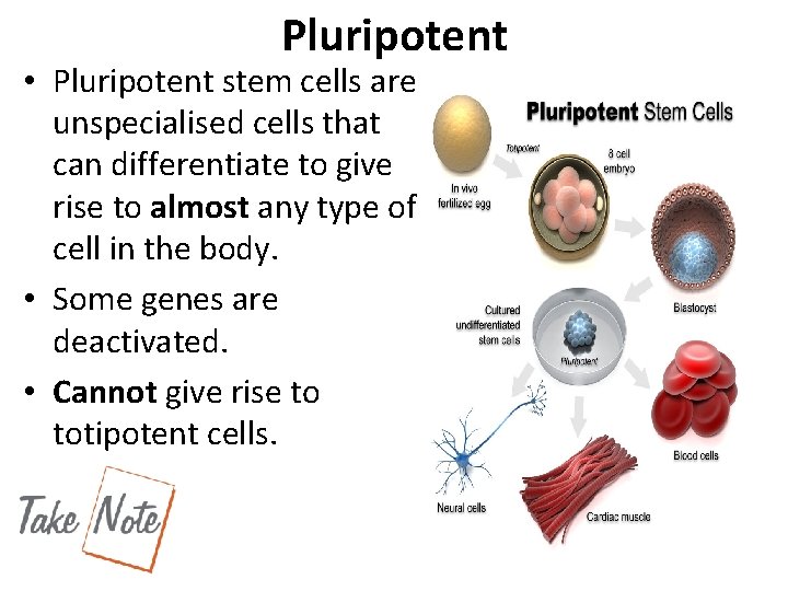 Pluripotent • Pluripotent stem cells are unspecialised cells that can differentiate to give rise