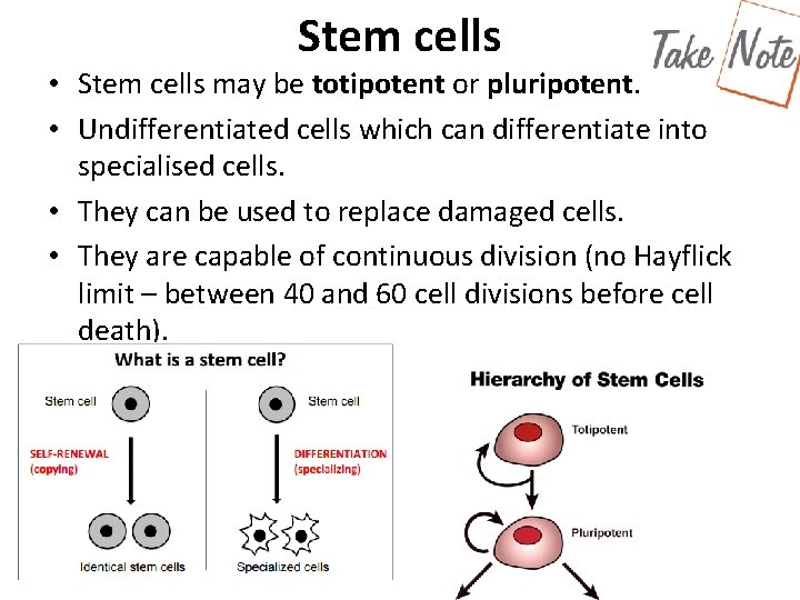 Stem cells • Stem cells may be totipotent or pluripotent. • Undifferentiated cells which