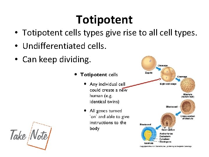 Totipotent • Totipotent cells types give rise to all cell types. • Undifferentiated cells.