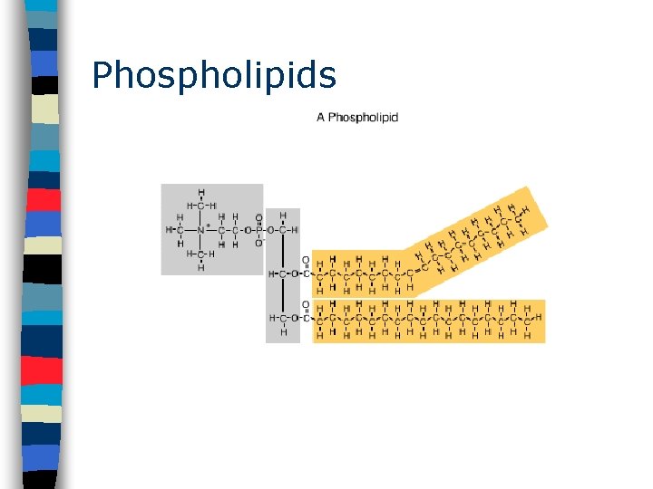 Phospholipids 