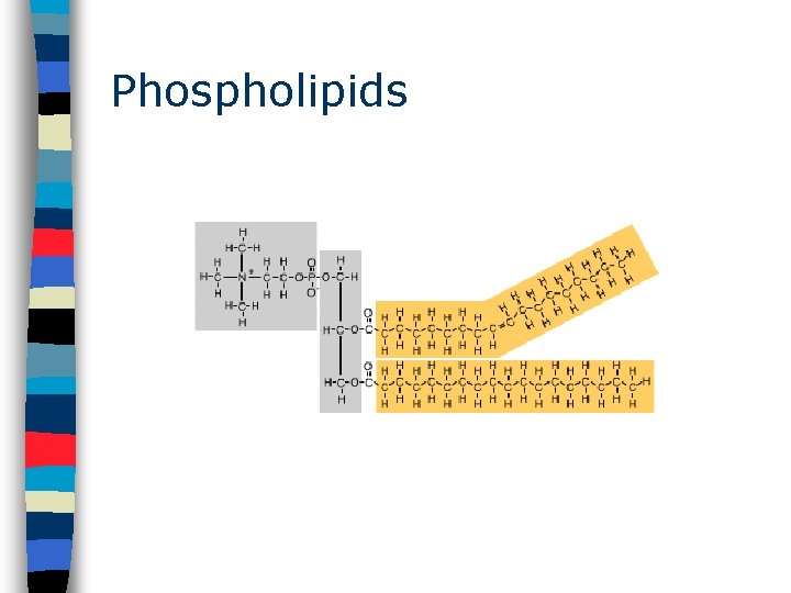 Phospholipids 