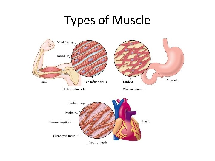 Types of Muscle 