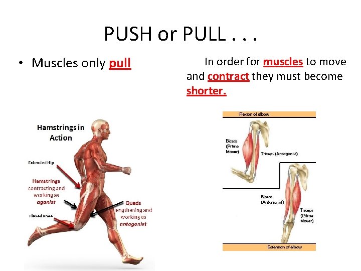 PUSH or PULL. . . • Muscles only pull In order for muscles to