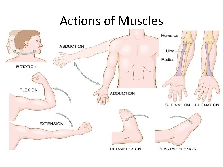 Actions of Muscles 