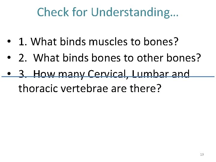 Check for Understanding… • 1. What binds muscles to bones? • 2. What binds