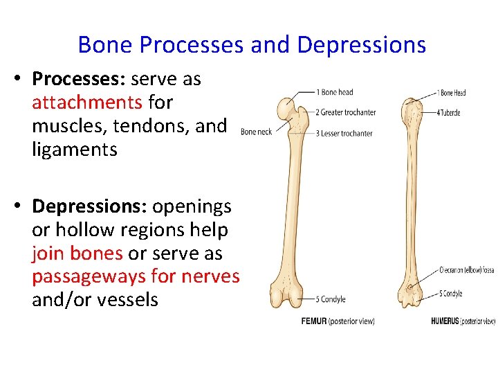 Bone Processes and Depressions • Processes: serve as attachments for muscles, tendons, and ligaments