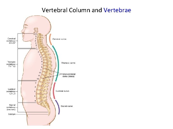 Vertebral Column and Vertebrae 