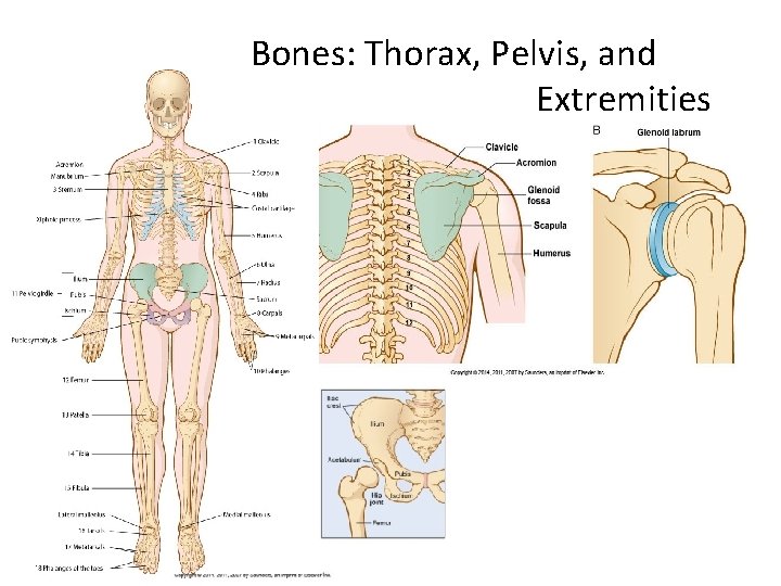 Bones: Thorax, Pelvis, and Extremities 