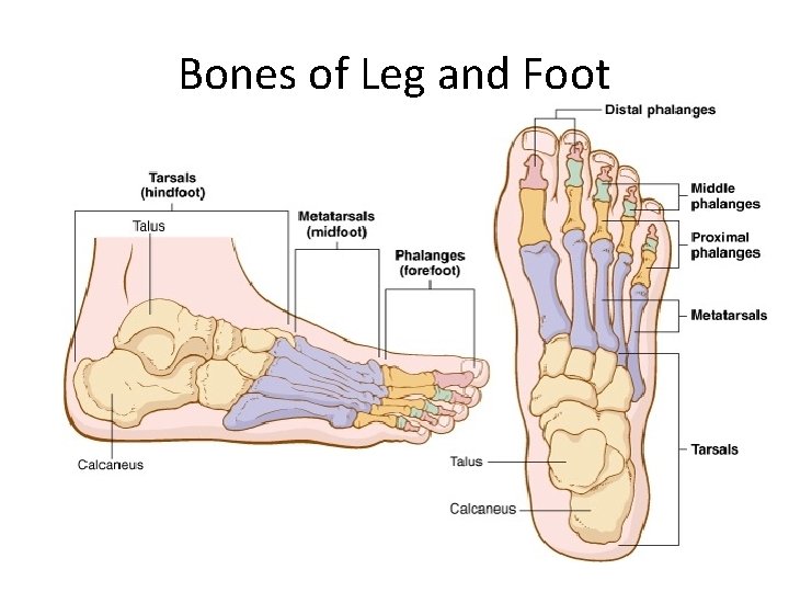 Bones of Leg and Foot 