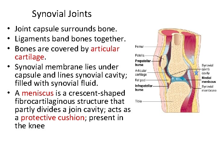 Synovial Joints • Joint capsule surrounds bone. • Ligaments band bones together. • Bones