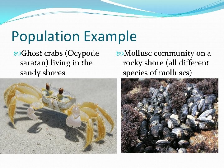 Population Example Ghost crabs (Ocypode saratan) living in the sandy shores Mollusc community on