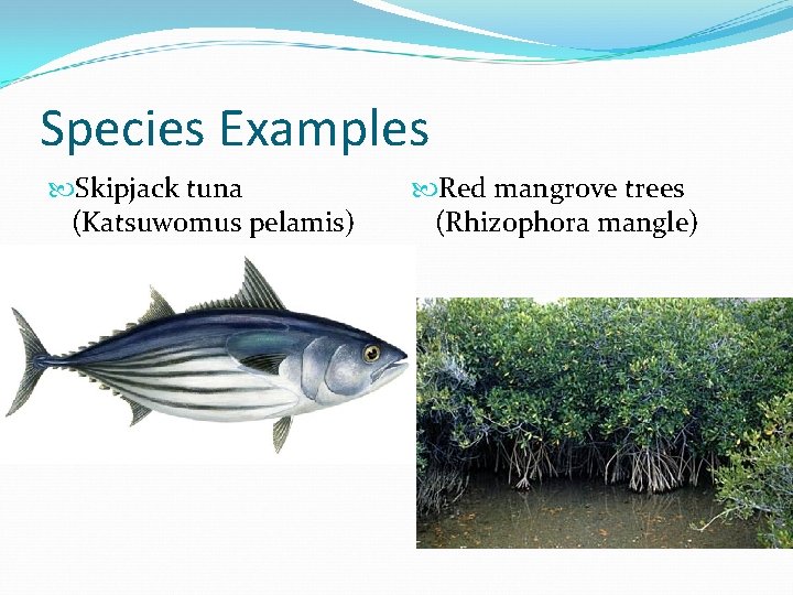 Species Examples Skipjack tuna (Katsuwomus pelamis) Red mangrove trees (Rhizophora mangle) Species Examples Skipjack tuna (Katsuwomus pelamis) Red mangrove trees (Rhizophora mangle)