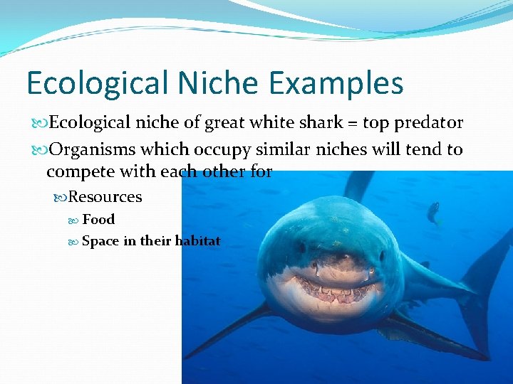 Ecological Niche Examples Ecological niche of great white shark = top predator Organisms which