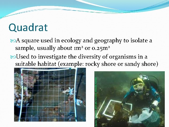 Quadrat A square used in ecology and geography to isolate a sample, usually about