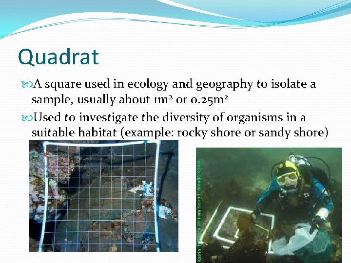 Quadrat A square used in ecology and geography to isolate a sample, usually about Quadrat A square used in ecology and geography to isolate a sample, usually about