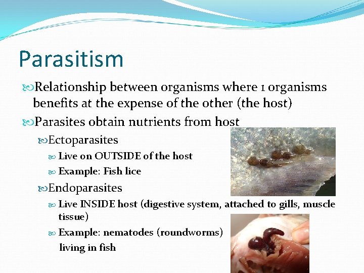 Parasitism Relationship between organisms where 1 organisms benefits at the expense of the other Parasitism Relationship between organisms where 1 organisms benefits at the expense of the other