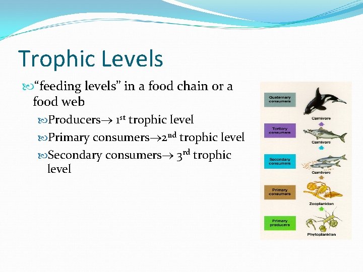 Trophic Levels “feeding levels” in a food chain or a food web Producers 1 Trophic Levels “feeding levels” in a food chain or a food web Producers 1