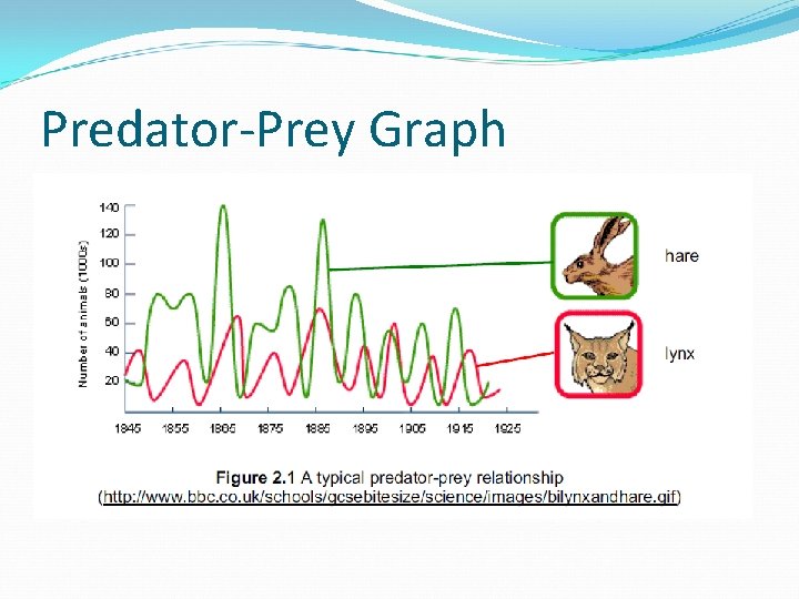 Predator-Prey Graph 