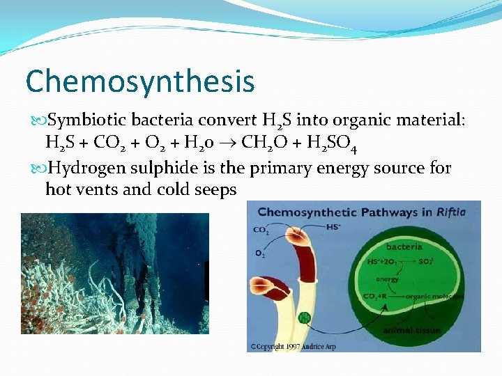 Chemosynthesis Symbiotic bacteria convert H 2 S into organic material: H 2 S + Chemosynthesis Symbiotic bacteria convert H 2 S into organic material: H 2 S +