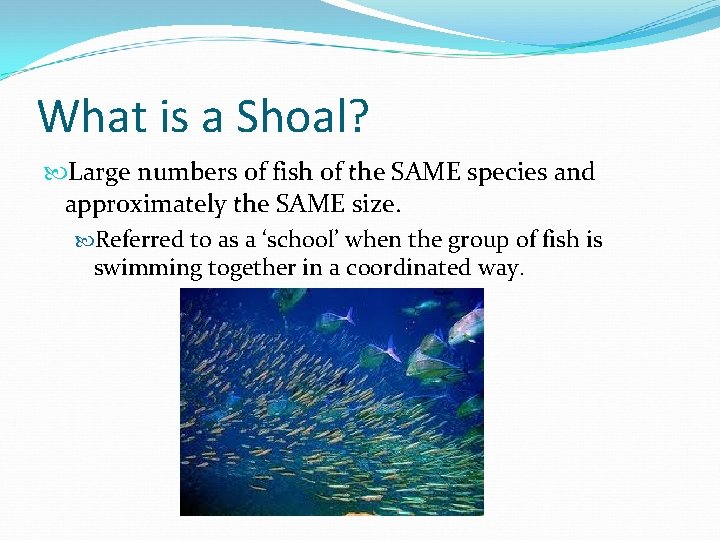 What is a Shoal? Large numbers of fish of the SAME species and approximately What is a Shoal? Large numbers of fish of the SAME species and approximately