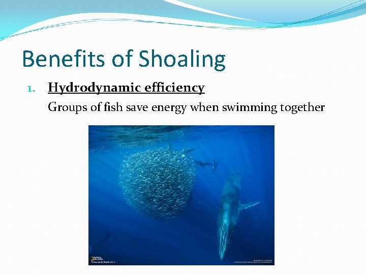 Benefits of Shoaling 1. Hydrodynamic efficiency Groups of fish save energy when swimming together