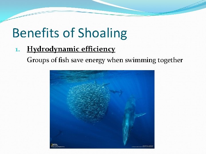 Benefits of Shoaling 1. Hydrodynamic efficiency Groups of fish save energy when swimming together Benefits of Shoaling 1. Hydrodynamic efficiency Groups of fish save energy when swimming together