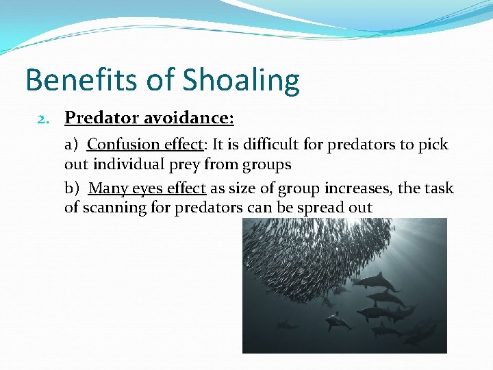 Benefits of Shoaling 2. Predator avoidance: a) Confusion effect: It is difficult for predators