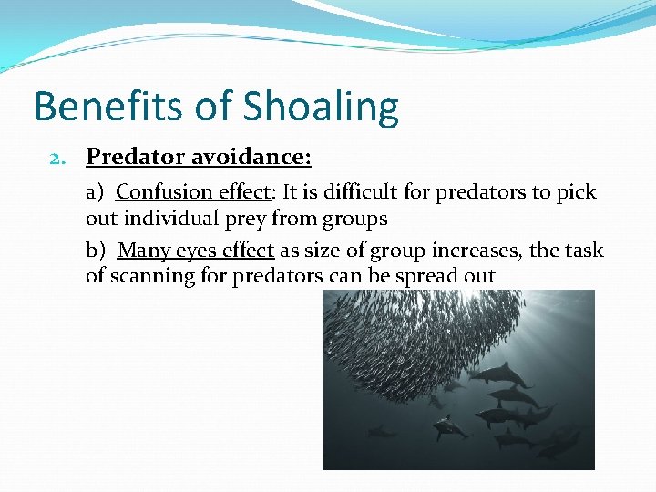 Benefits of Shoaling 2. Predator avoidance: a) Confusion effect: It is difficult for predators Benefits of Shoaling 2. Predator avoidance: a) Confusion effect: It is difficult for predators