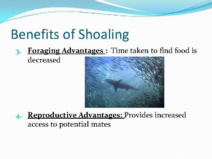 Benefits of Shoaling 3. Foraging Advantages : Time taken to find food is decreased Benefits of Shoaling 3. Foraging Advantages : Time taken to find food is decreased
