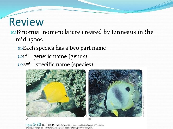 Review Binomial nomenclature created by Linneaus in the mid-1700 s Each species has a