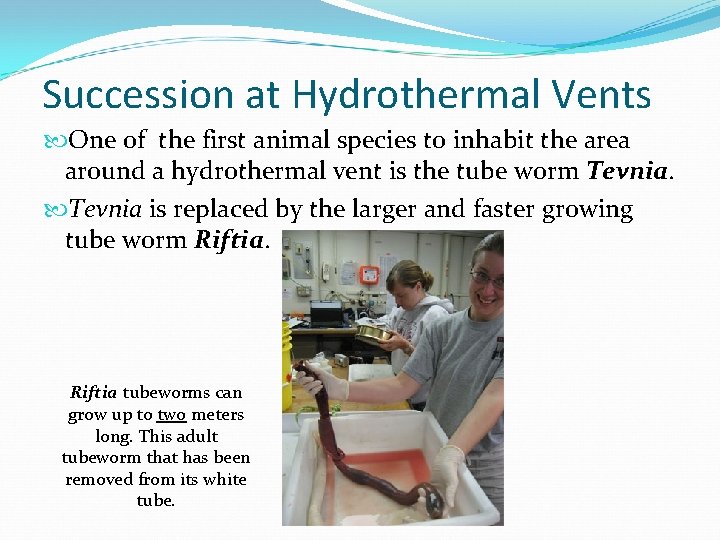 Succession at Hydrothermal Vents One of the first animal species to inhabit the area Succession at Hydrothermal Vents One of the first animal species to inhabit the area