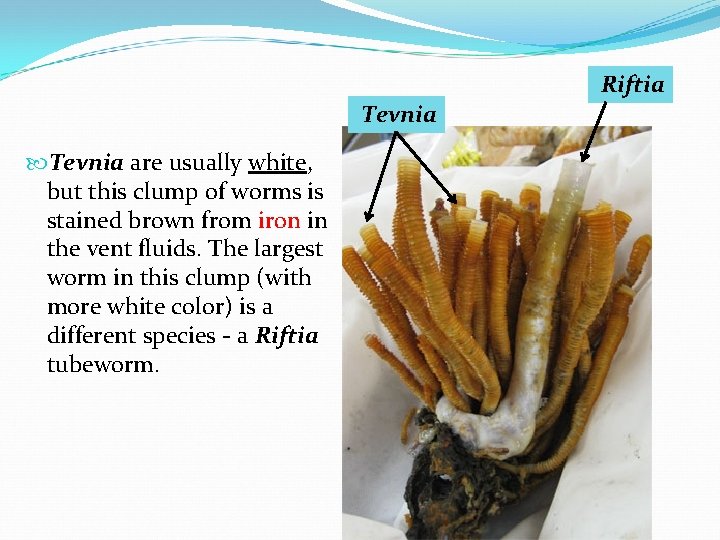 Riftia Tevnia are usually white, but this clump of worms is stained brown from Riftia Tevnia are usually white, but this clump of worms is stained brown from