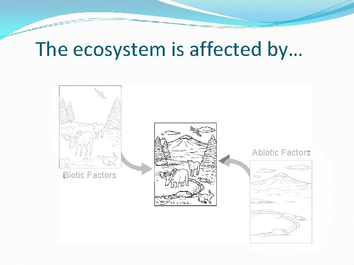 The ecosystem is affected by… Abiotic Factors Biotic Factors ECOSYSTEM 