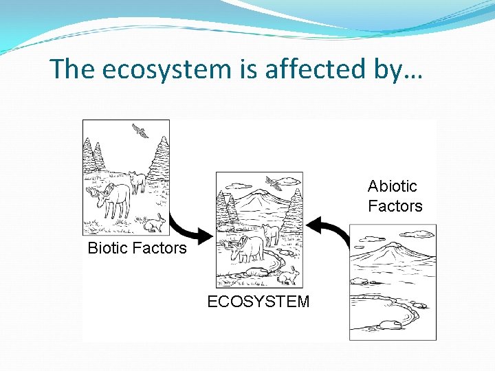 The ecosystem is affected by… Abiotic Factors Biotic Factors ECOSYSTEM The ecosystem is affected by… Abiotic Factors Biotic Factors ECOSYSTEM