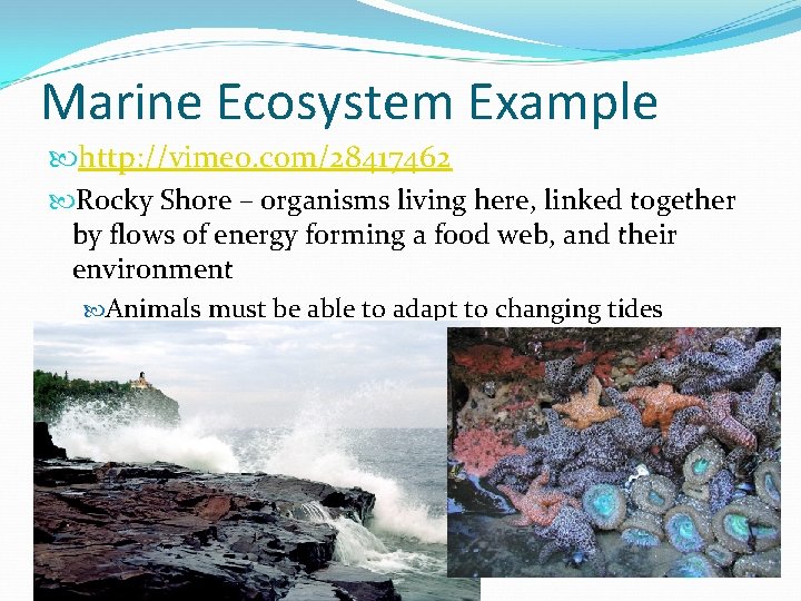 Marine Ecosystem Example http: //vimeo. com/28417462 Rocky Shore – organisms living here, linked together Marine Ecosystem Example http: //vimeo. com/28417462 Rocky Shore – organisms living here, linked together