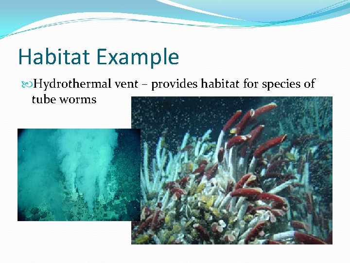 Habitat Example Hydrothermal vent – provides habitat for species of tube worms 