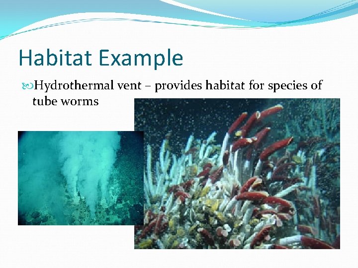 Habitat Example Hydrothermal vent – provides habitat for species of tube worms Habitat Example Hydrothermal vent – provides habitat for species of tube worms