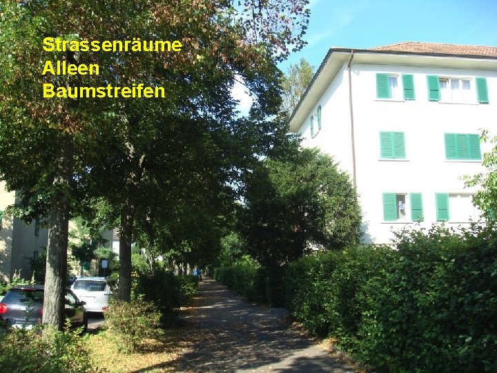 Strassenräume Alleen Baumstreifen 