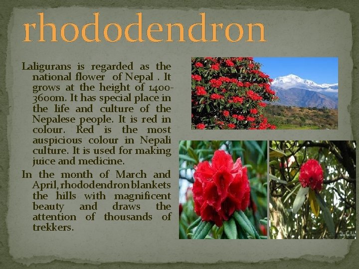 rhododendron Laligurans is regarded as the national flower of Nepal. It grows at the