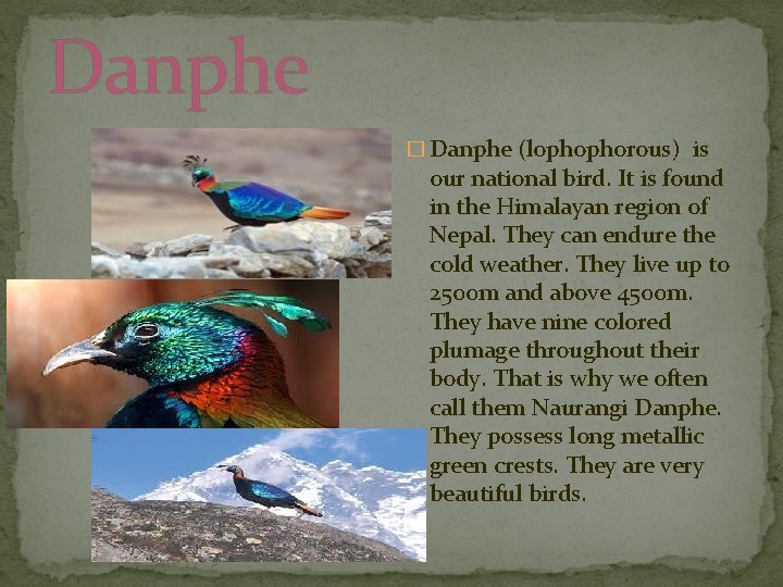 Danphe � Danphe (lophophorous) is our national bird. It is found in the Himalayan