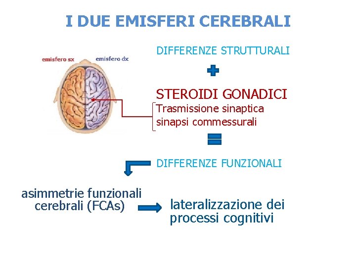 I DUE EMISFERI CEREBRALI DIFFERENZE STRUTTURALI STEROIDI GONADICI Trasmissione sinaptica sinapsi commessurali DIFFERENZE FUNZIONALI