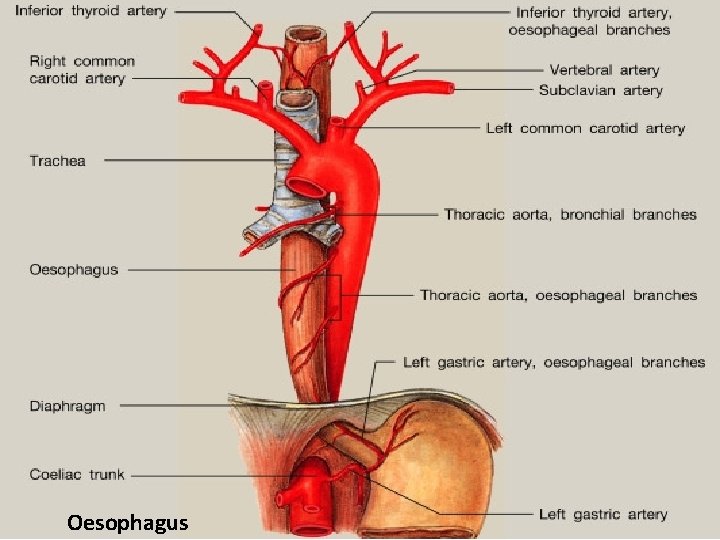 Oesophagus 