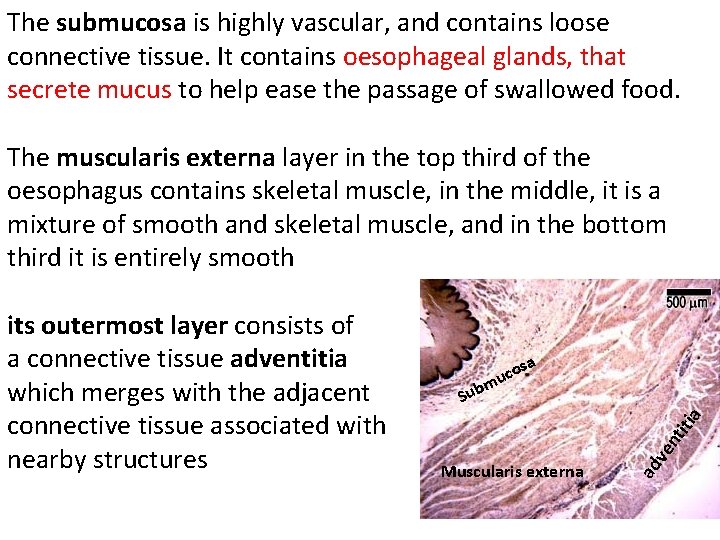 The submucosa is highly vascular, and contains loose connective tissue. It contains oesophageal glands,