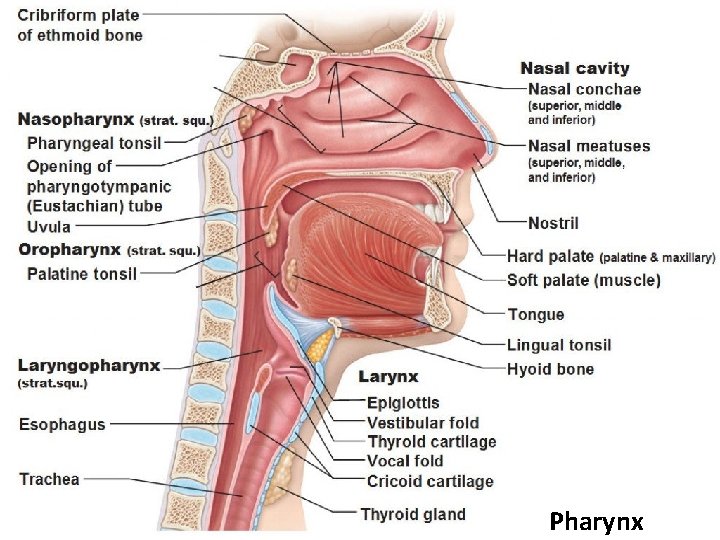 Pharynx 