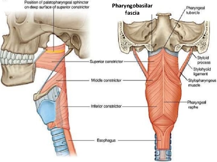 Pharyngobasilar fascia 