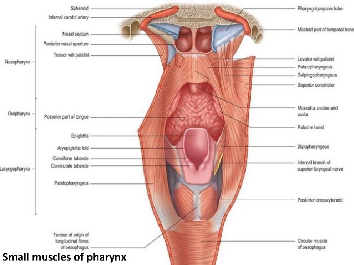 Small muscles of pharynx 