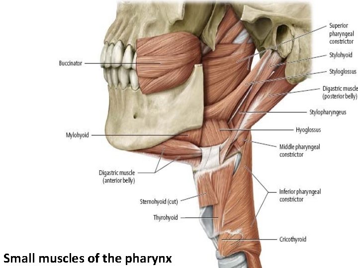 Small muscles of the pharynx 